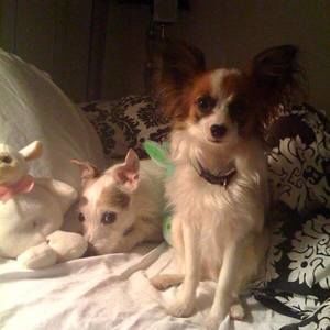 Meet your Posher, Miles